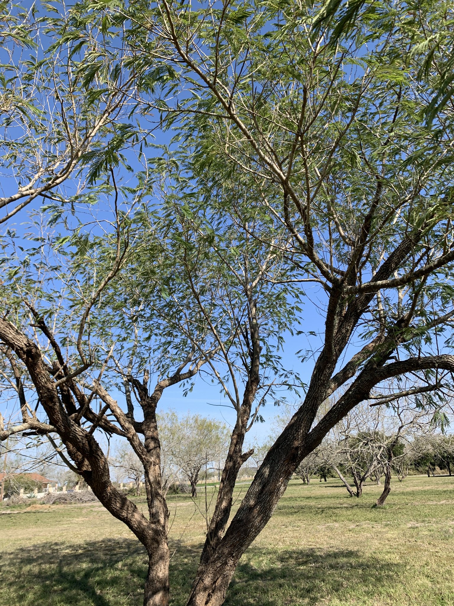 Leucaena pulverulenta